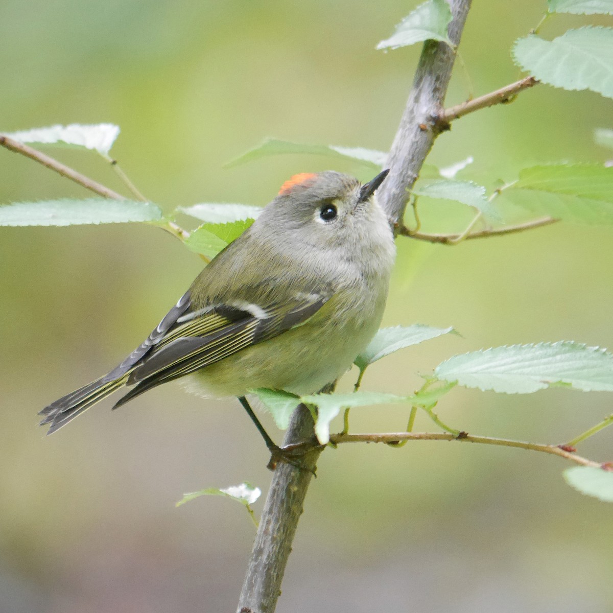 Ruby-crowned Kinglet - Ed Gaillard