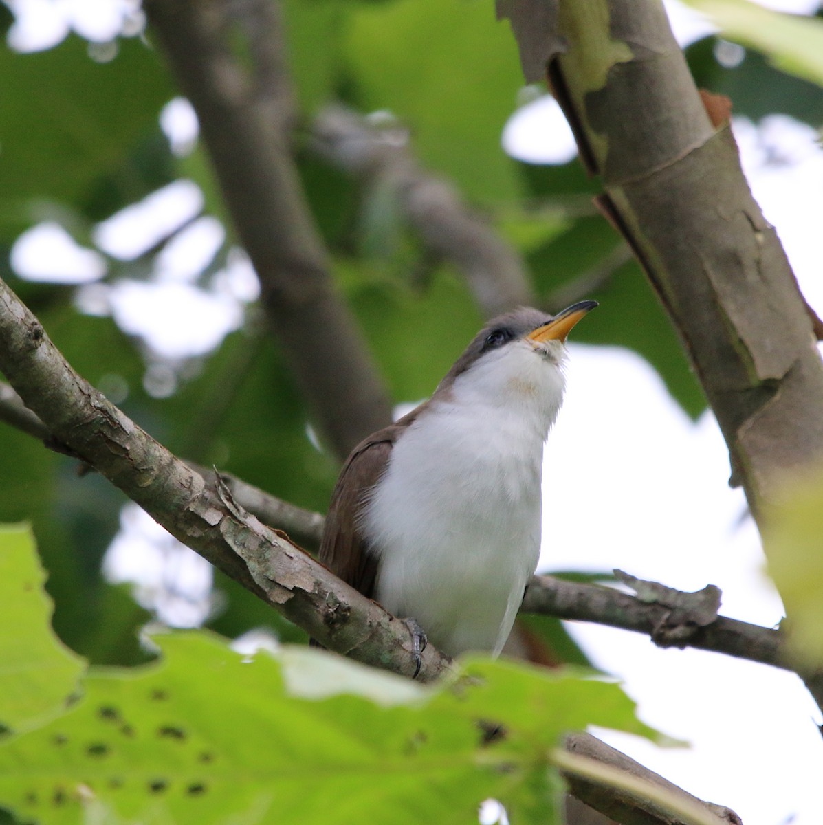 Yellow-billed Cuckoo - ML244357341