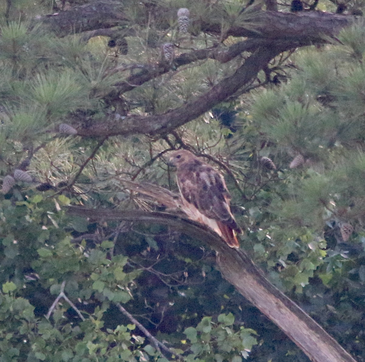 Red-tailed Hawk - ML244357371