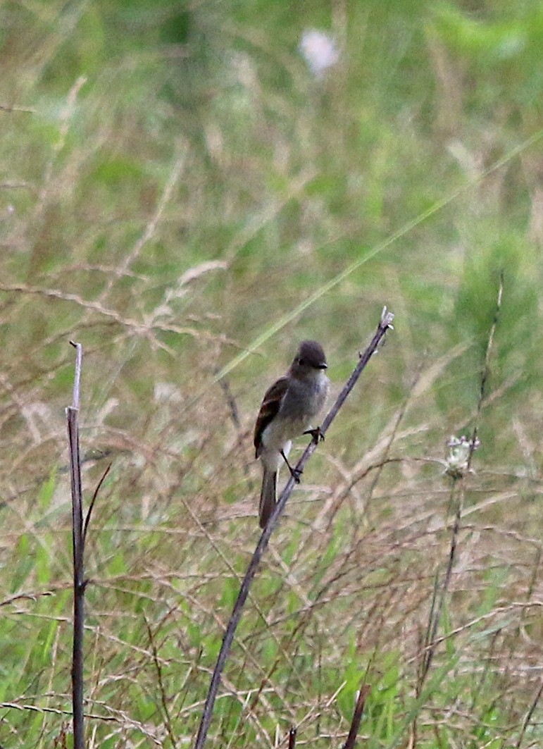 Eastern Phoebe - ML244357581