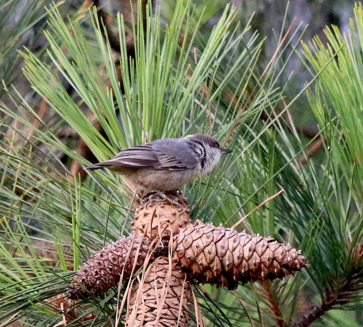 Brown-headed Nuthatch - ML244357661