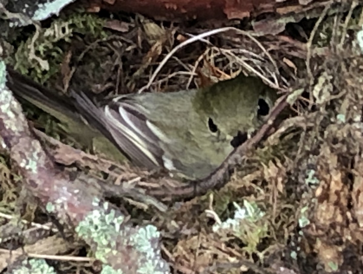 Yellow-bellied Flycatcher - ML244357791