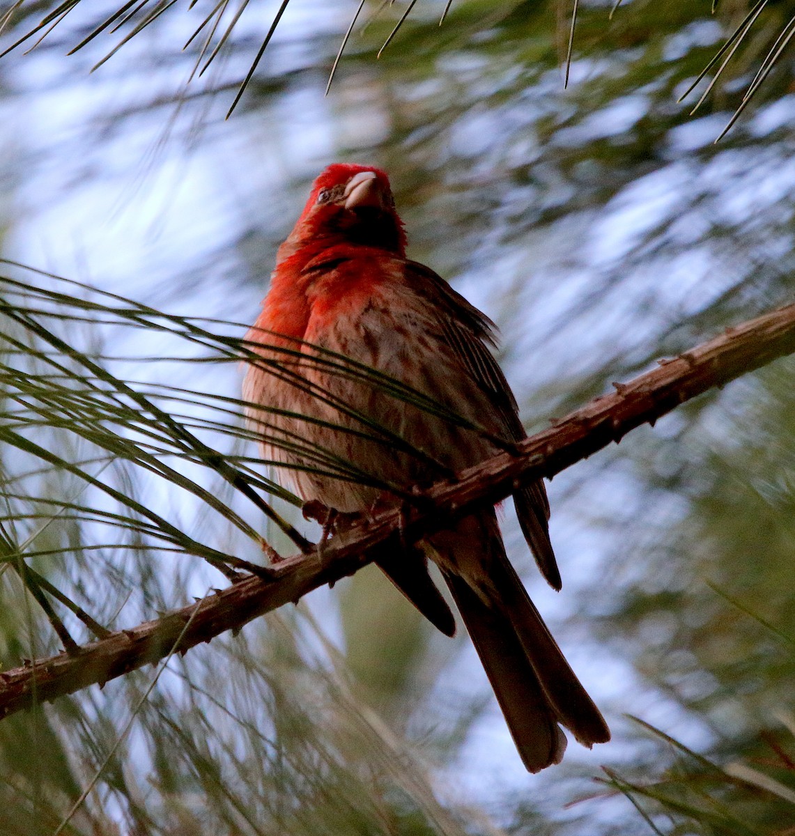 House Finch - ML244357811
