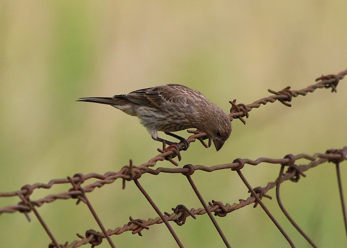 House Finch - ML244357871