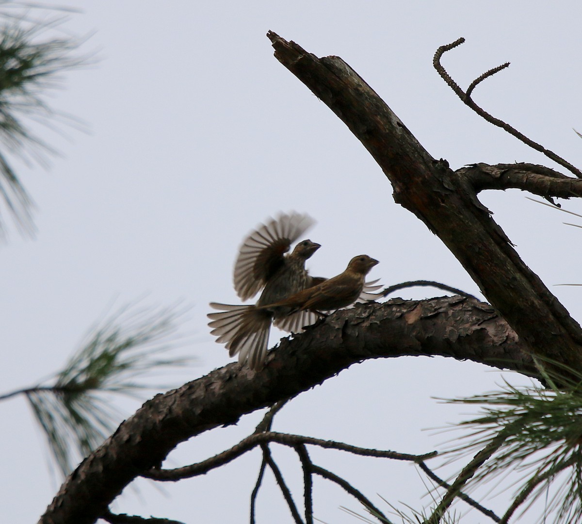 House Finch - ML244357901