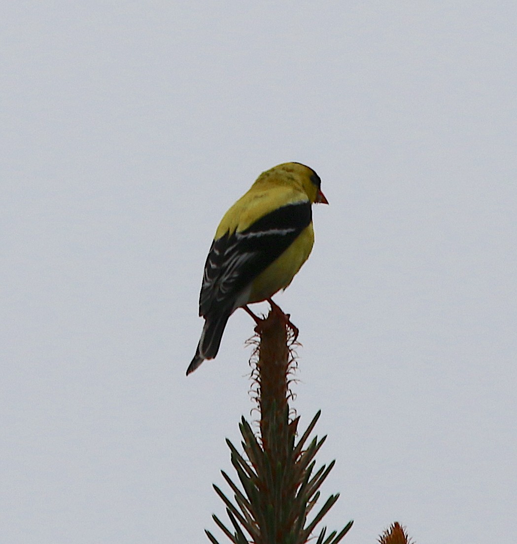 American Goldfinch - ML244357911