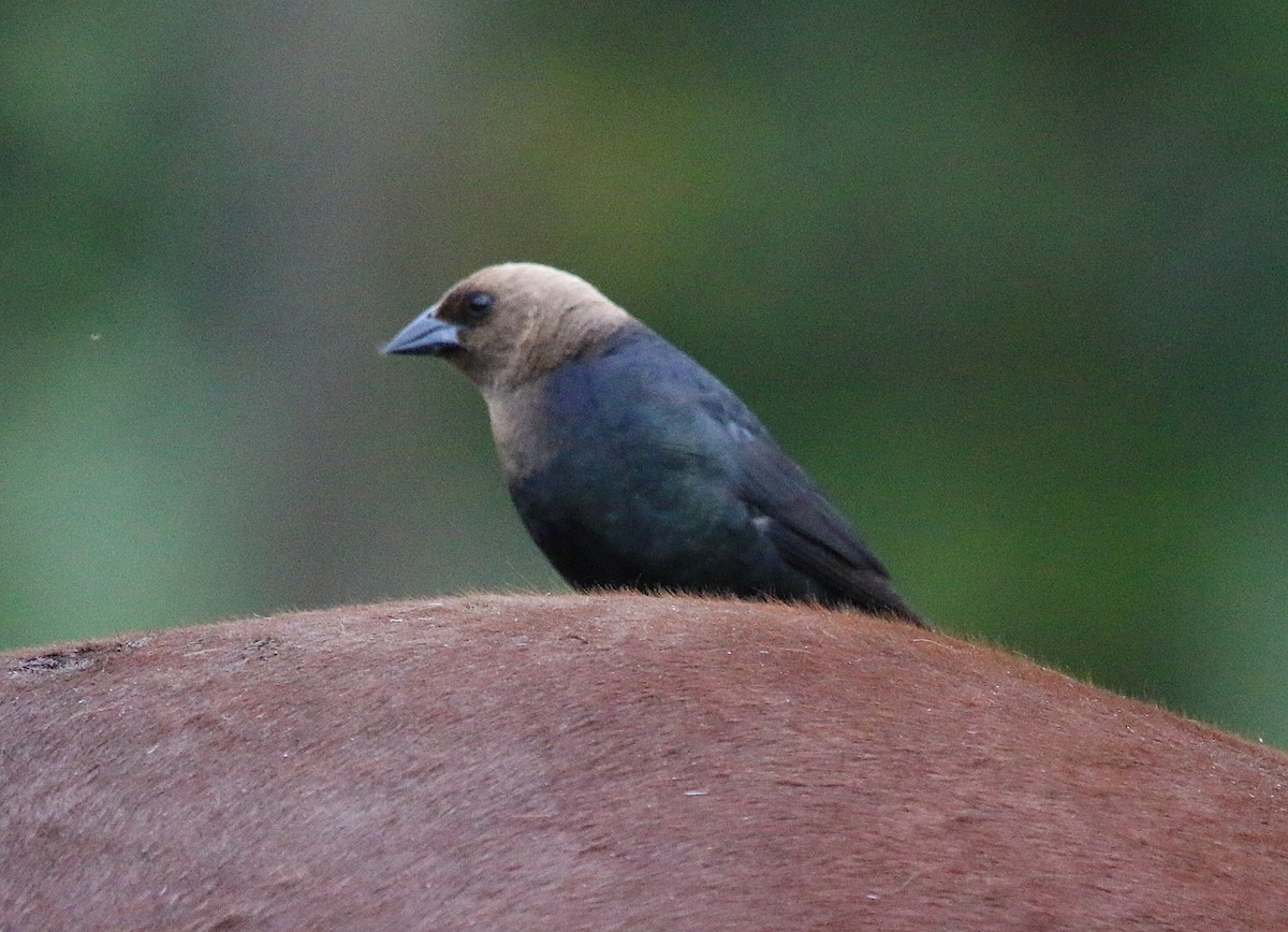Brown-headed Cowbird - ML244358011