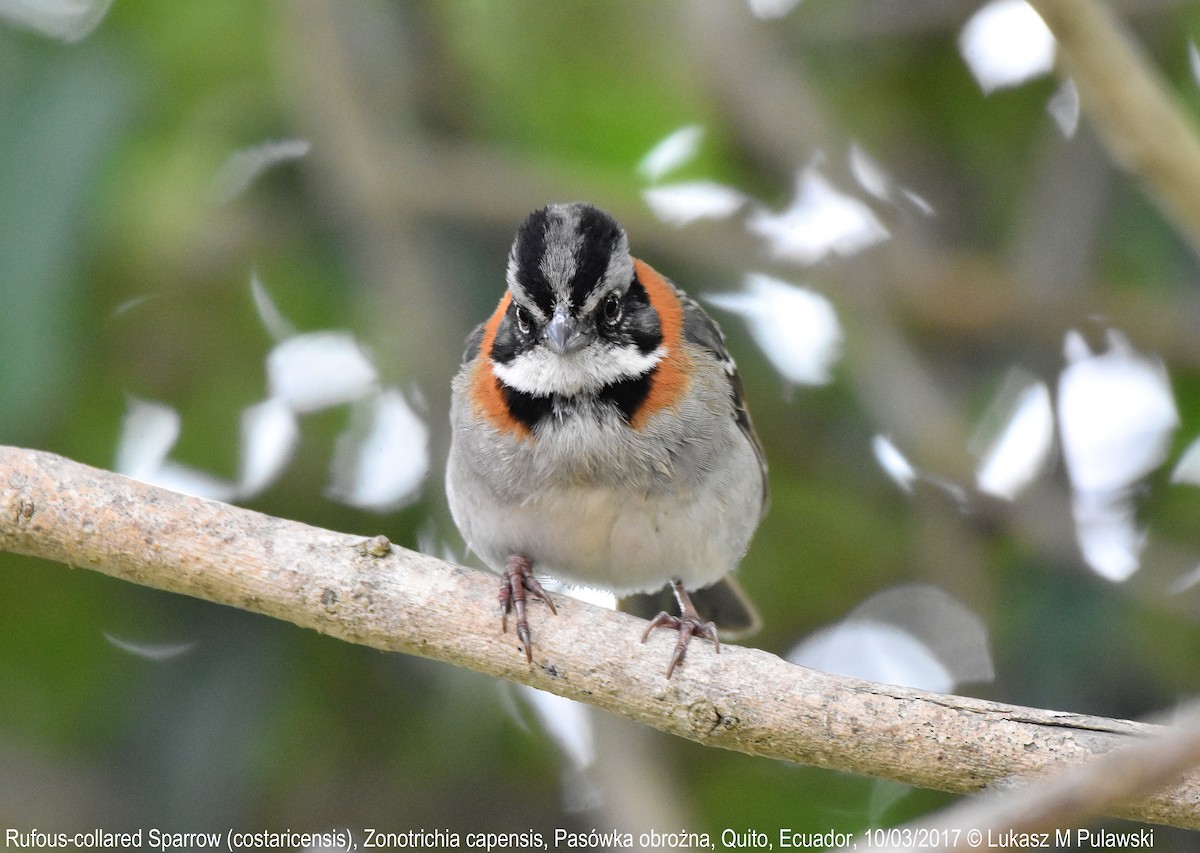 Rufous-collared Sparrow (Rufous-collared) - Lukasz Pulawski