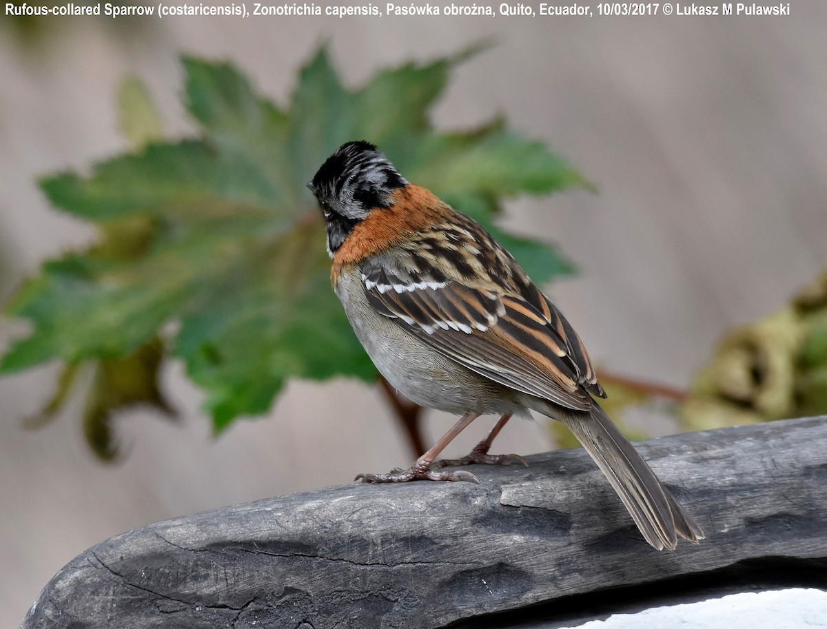 Rufous-collared Sparrow (Rufous-collared) - Lukasz Pulawski