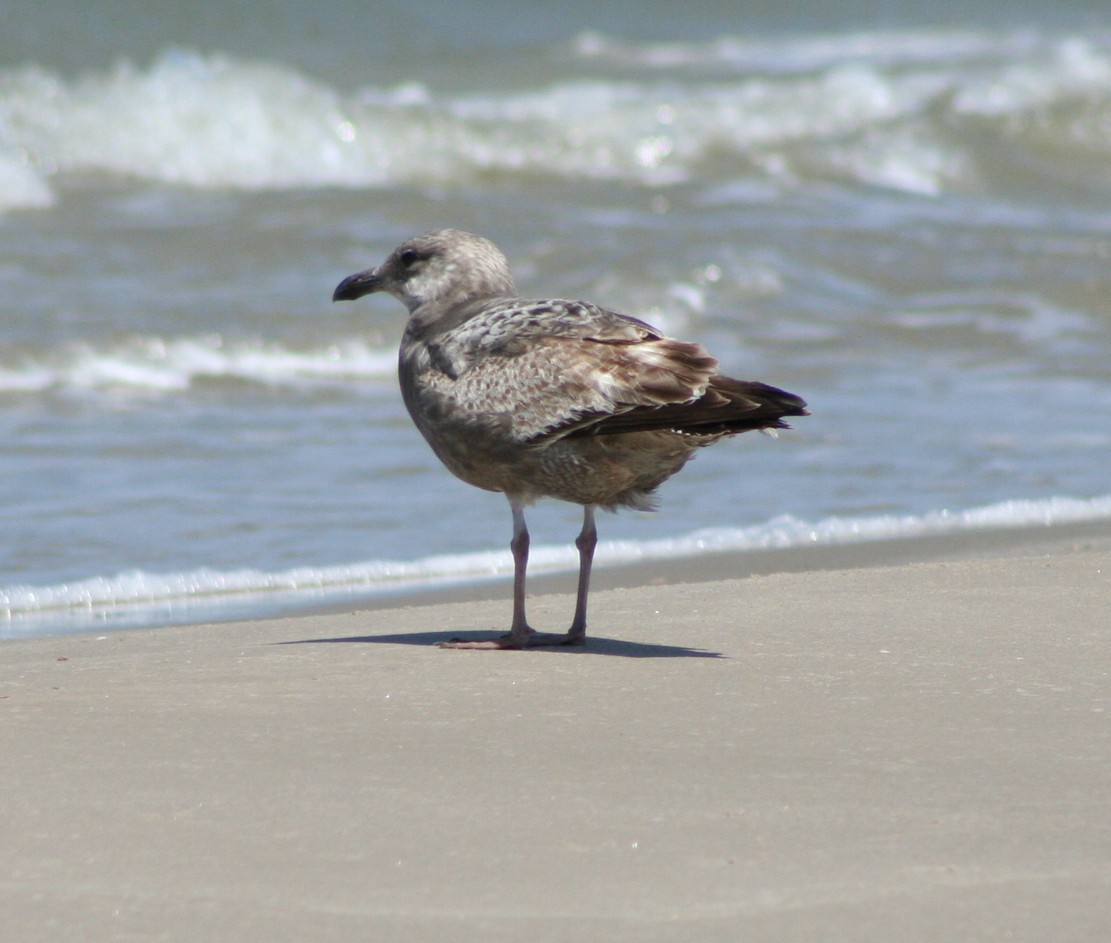 Herring Gull - ML244358881