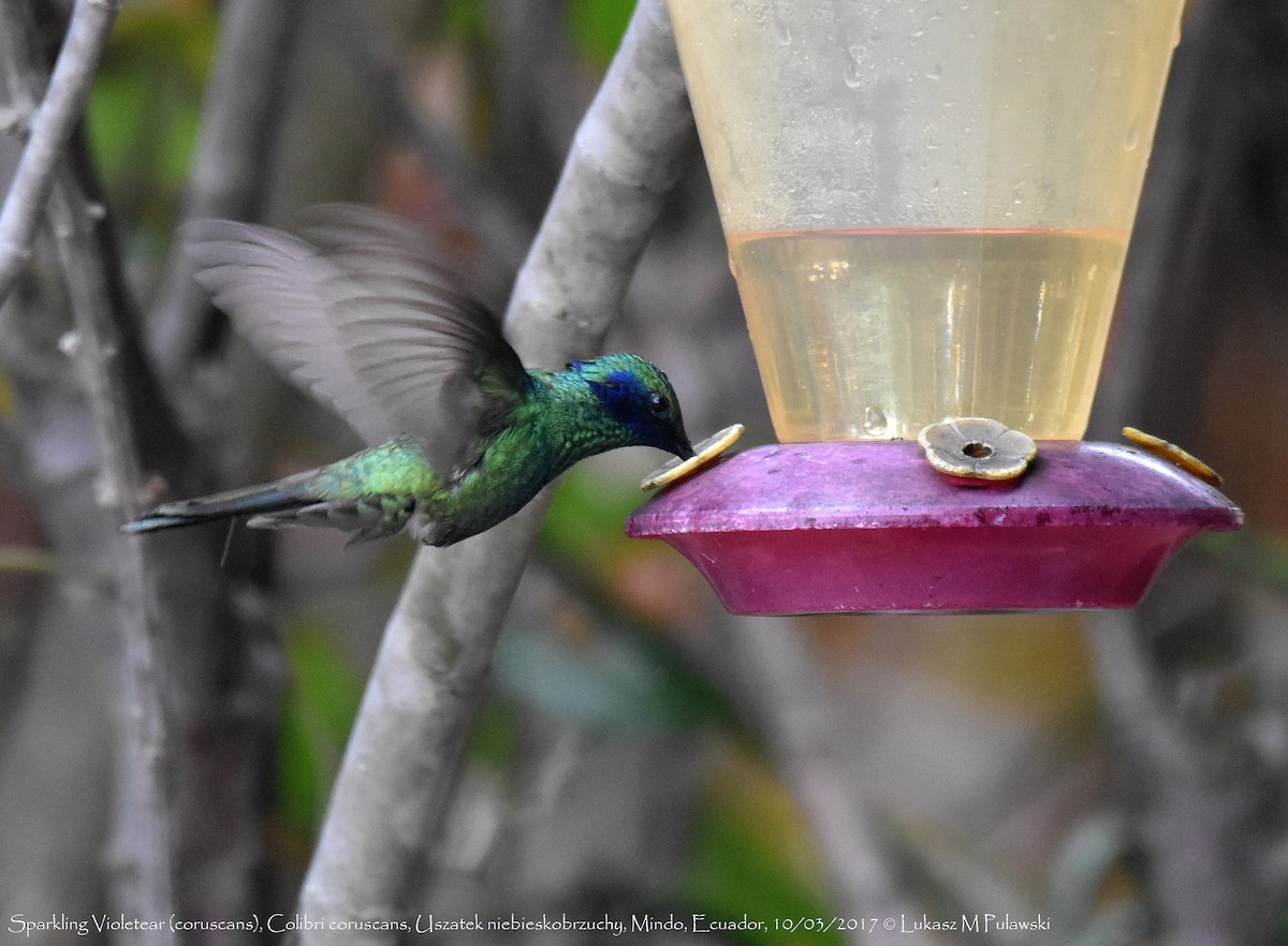 kolibřík modrolící - ML244358991