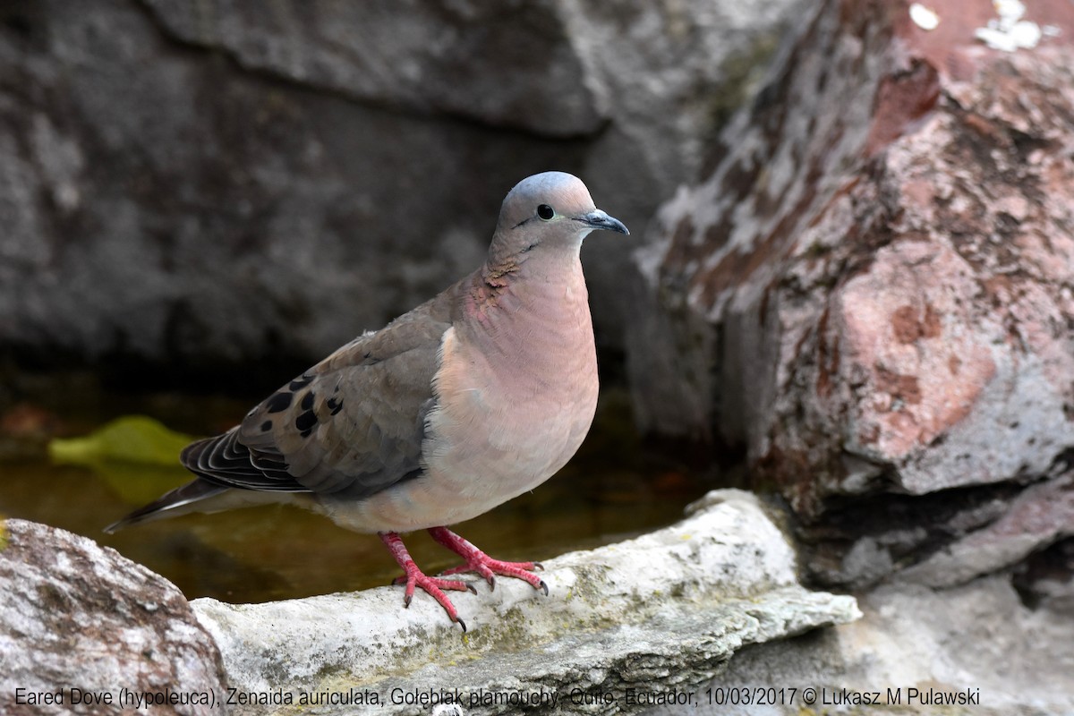 Eared Dove - Lukasz Pulawski