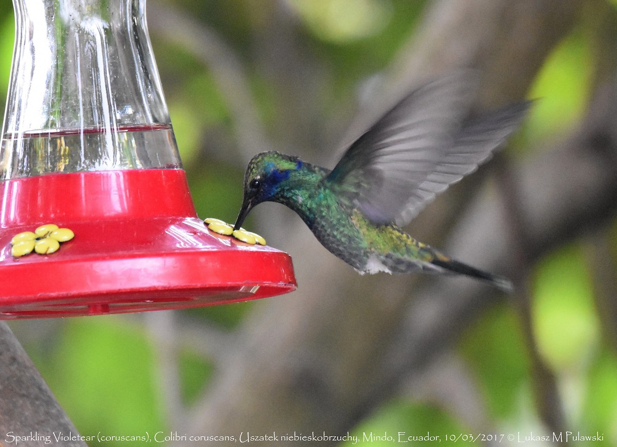 kolibřík modrolící - ML244359381