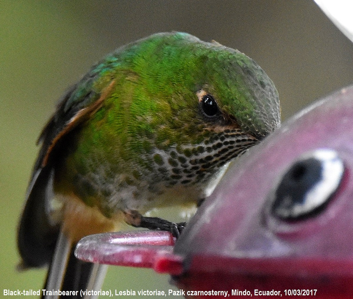 Black-tailed Trainbearer - ML244359411