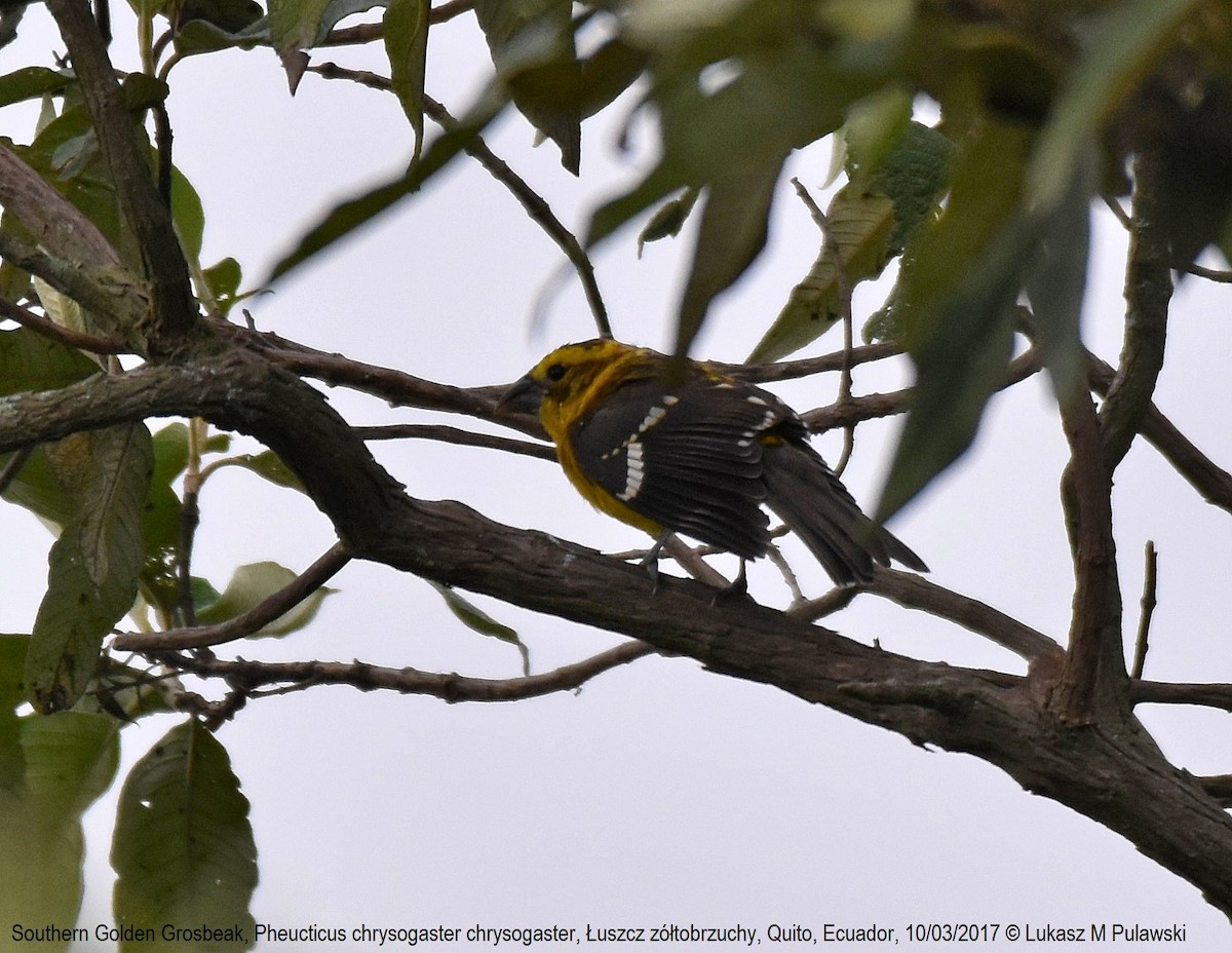 Golden Grosbeak - ML244359501