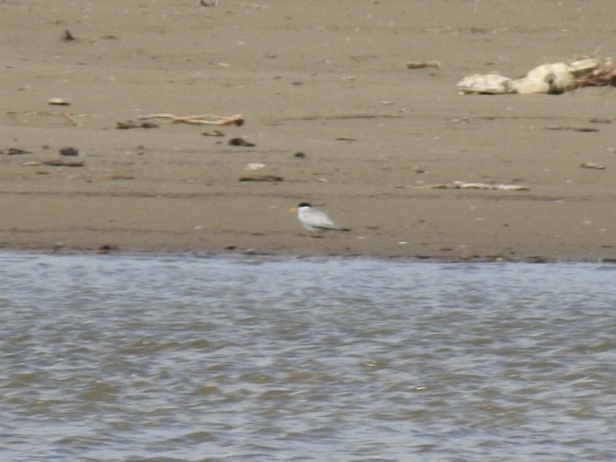 Least Tern - ML244360471