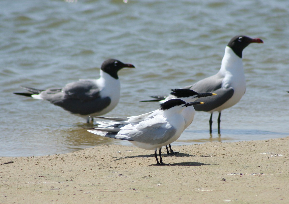 Sandwich Tern - ML244362931