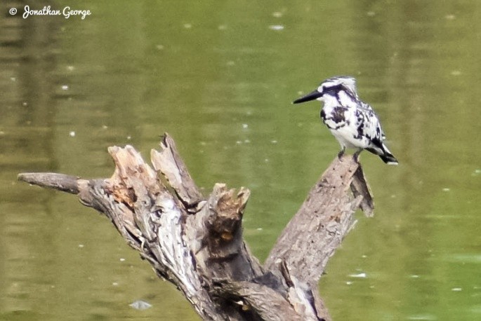 Pied Kingfisher - ML244363941