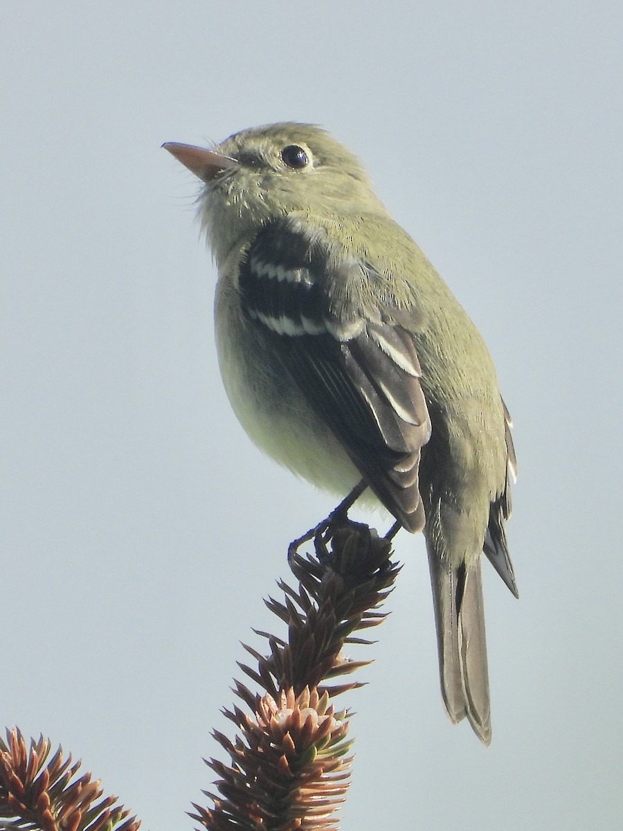 Yellow-bellied Flycatcher - ML244364191