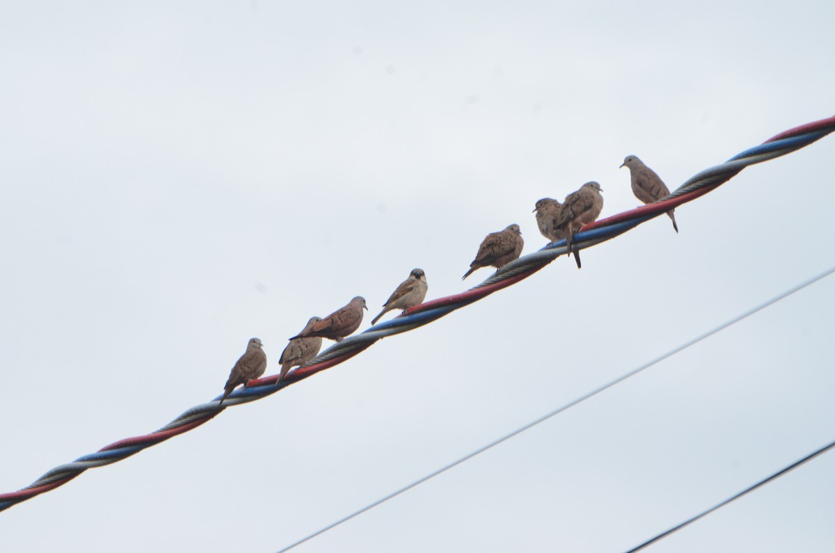 Ruddy Ground Dove - ML244365211