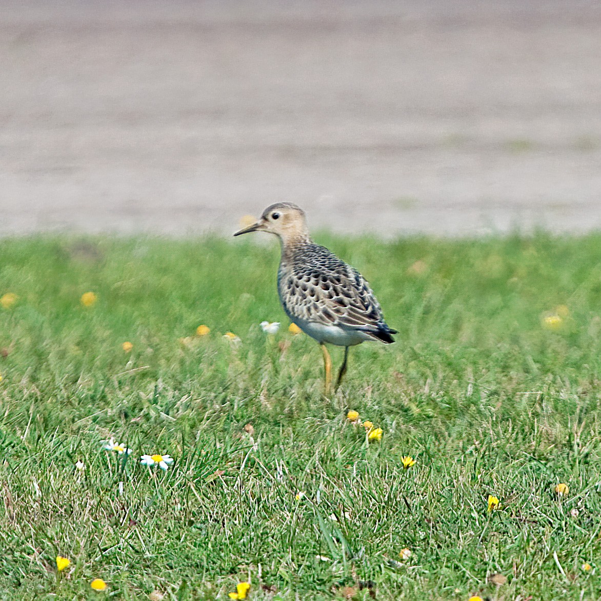 Buff-breasted Sandpiper - ML244366331