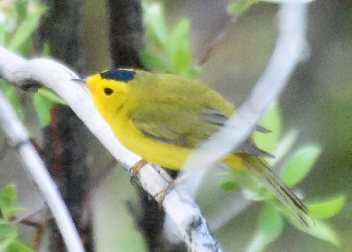 Wilson's Warbler - Steven Mlodinow