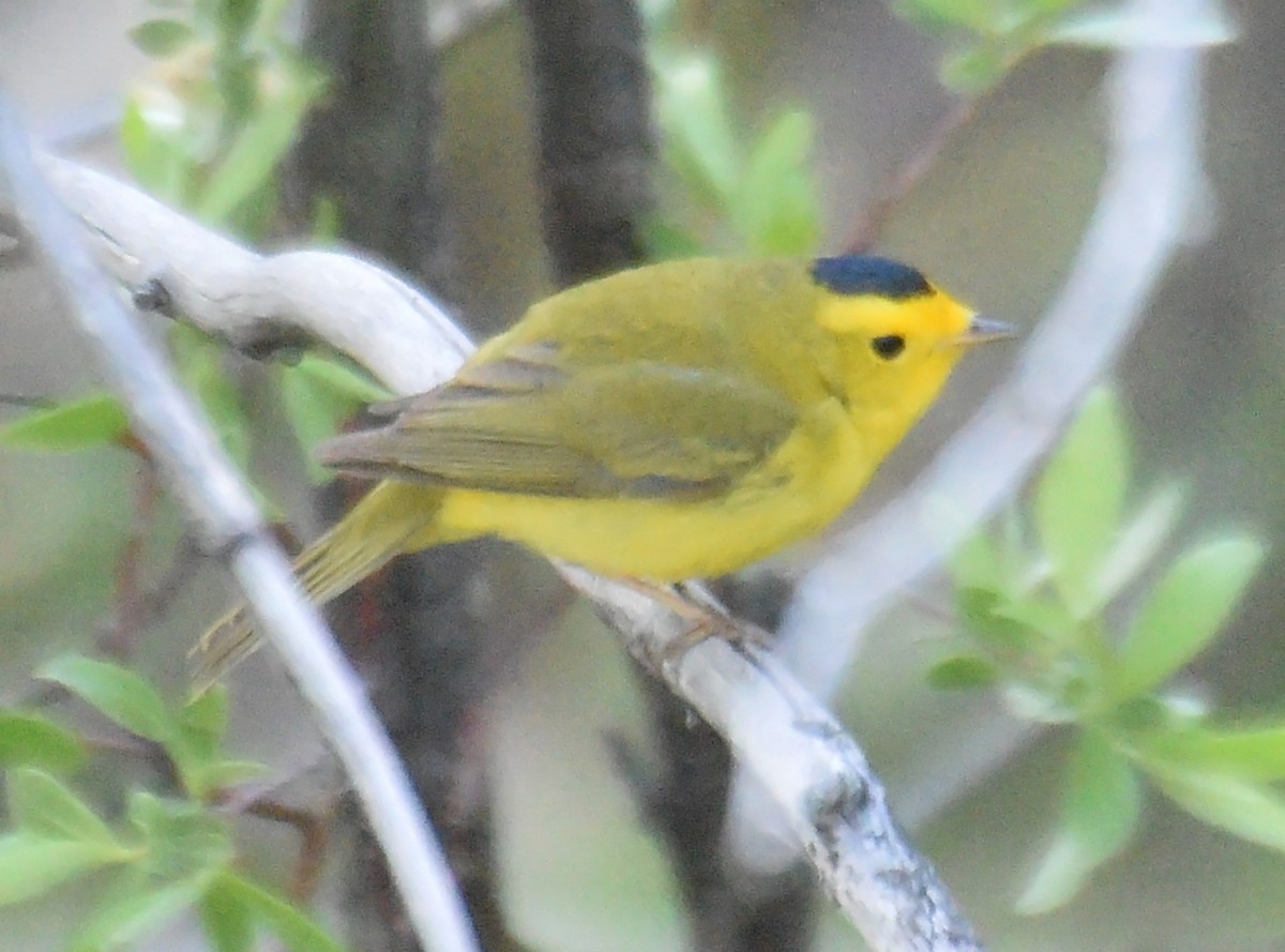 Wilson's Warbler - ML244367851