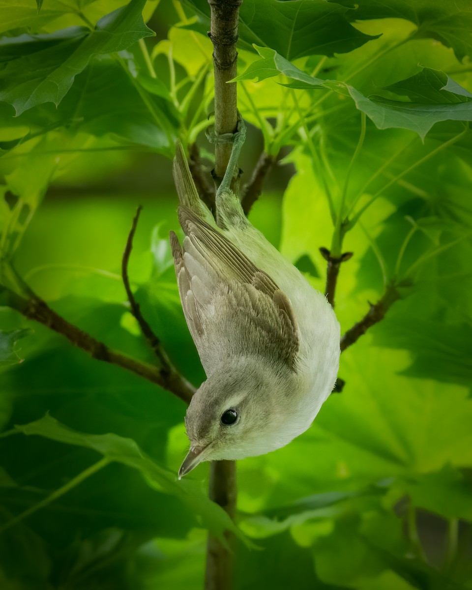 Eastern Warbling Vireo - Andy Wilson