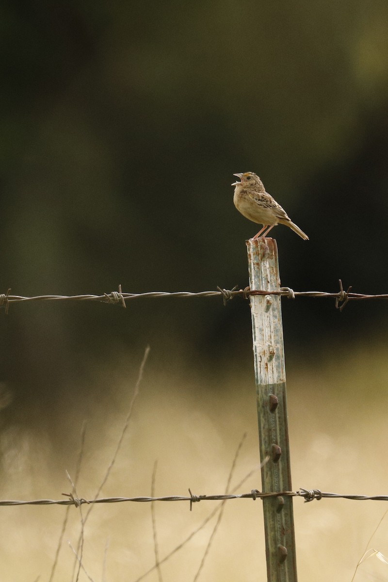 Grasshopper Sparrow - ML244368911