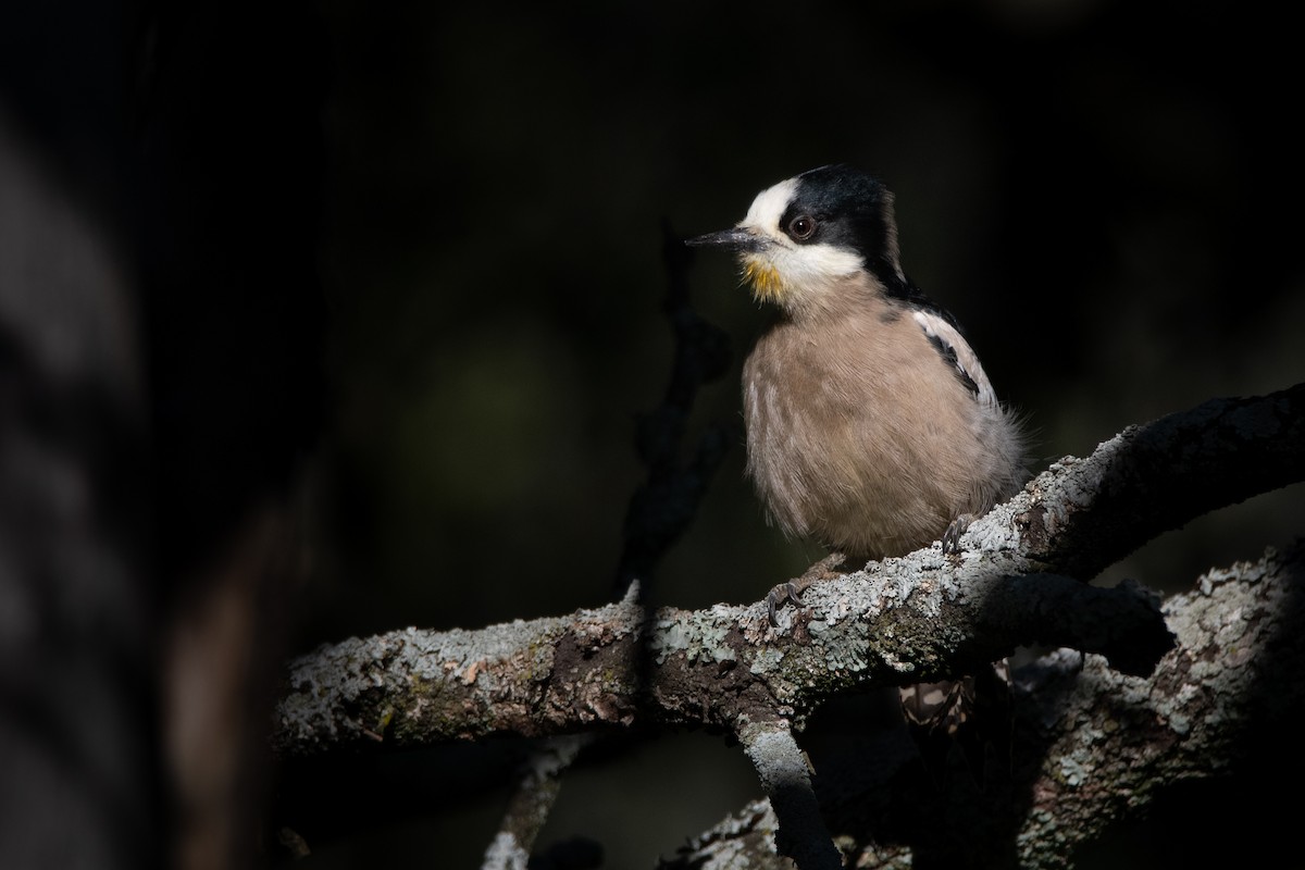 White-fronted Woodpecker - Pablo Re