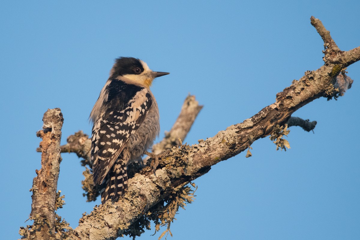 White-fronted Woodpecker - ML244369471