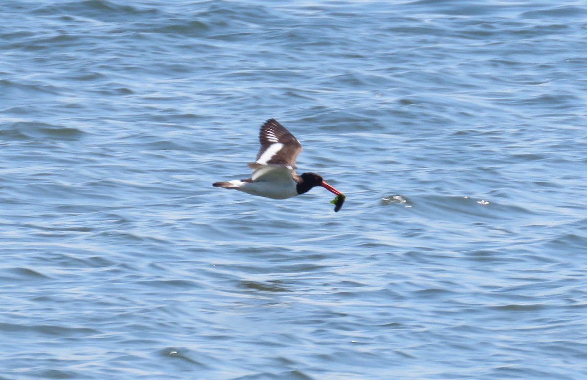 American Oystercatcher - ML244370671