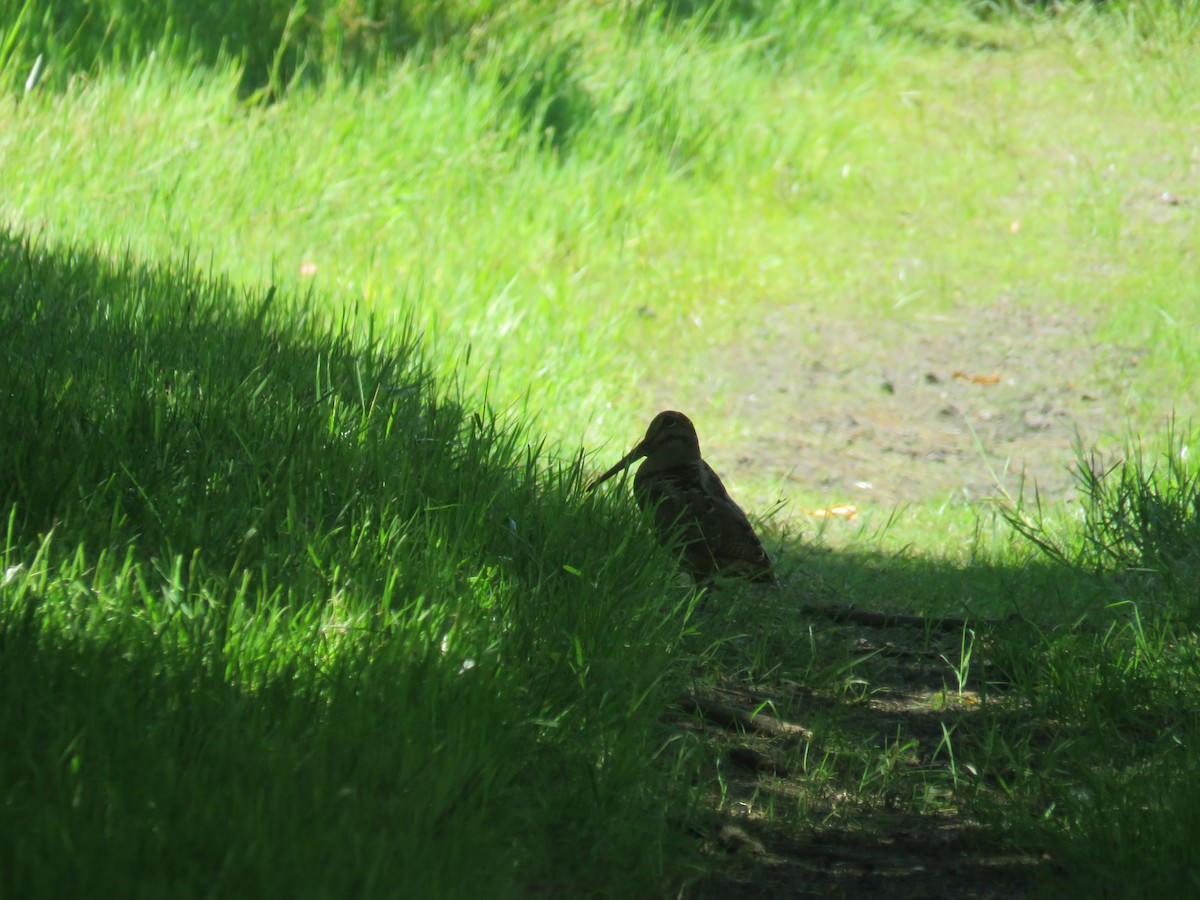 American Woodcock - ML244370721