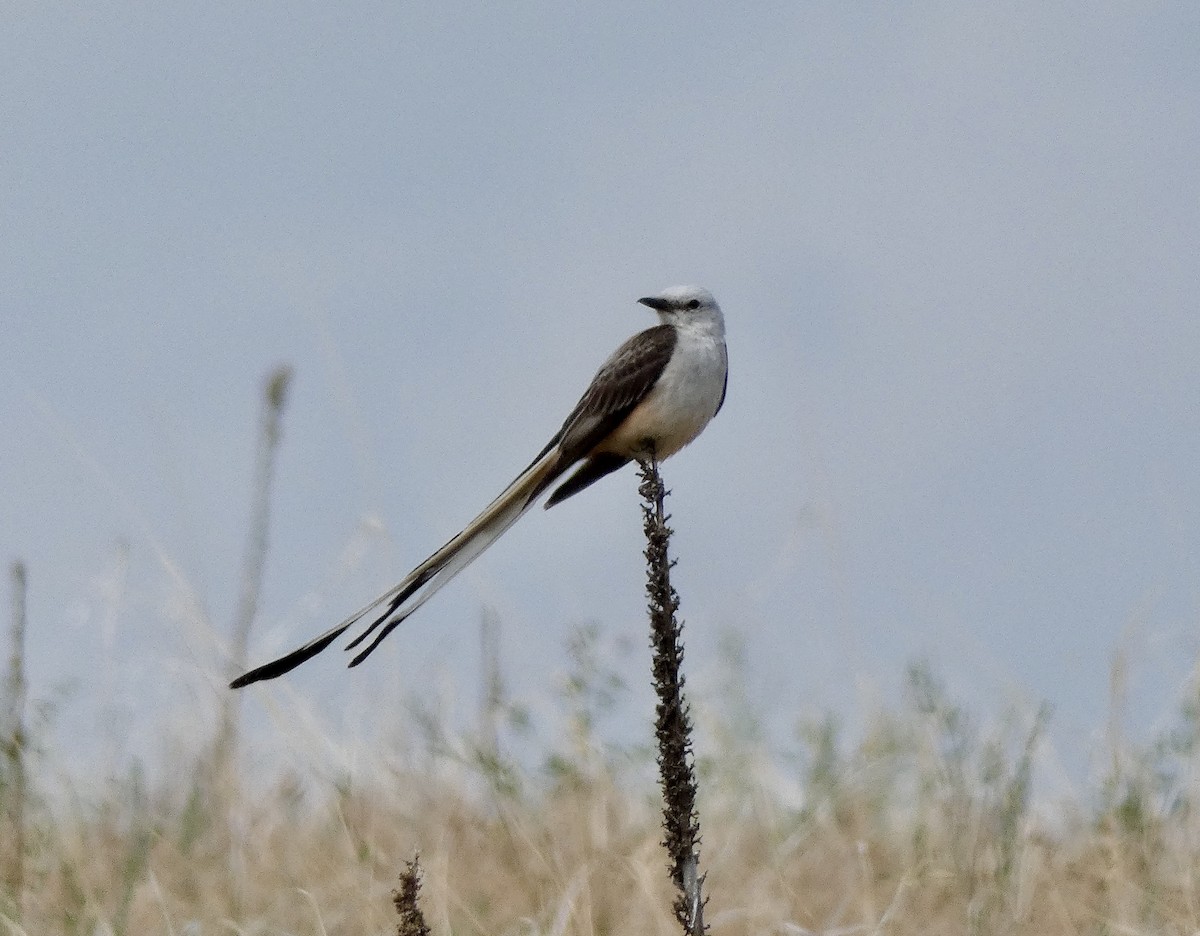 Scissor-tailed Flycatcher - Cynthia Madsen
