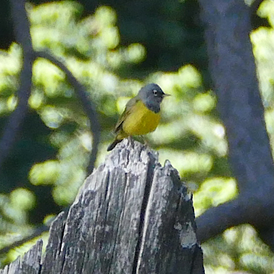 MacGillivray's Warbler - ML244373001