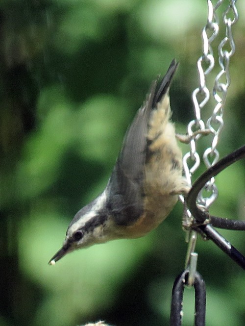 Red-breasted Nuthatch - ML244374191