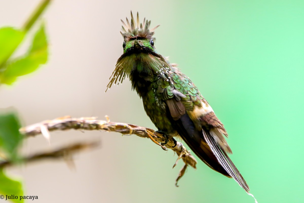 Butterfly Coquette - Julio Pacaya