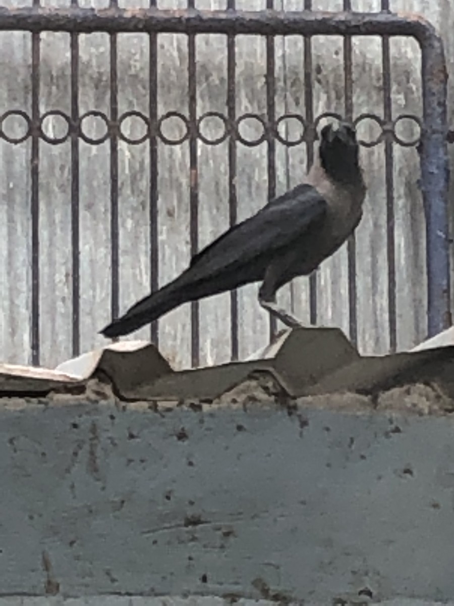 House Crow - ML244376521