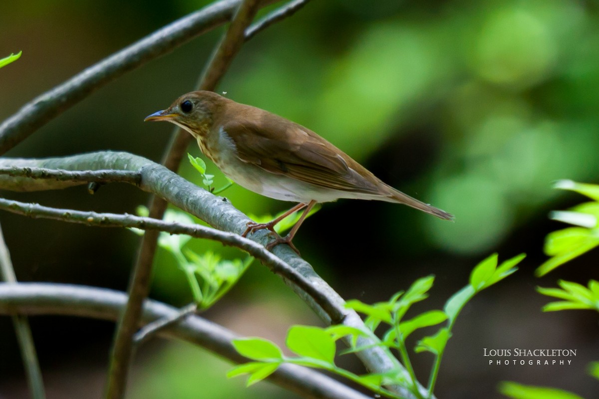 Veery - ML244376911