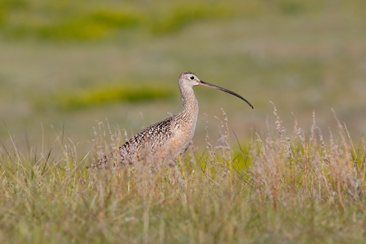 Long-billed Curlew - Gavin McKinnon