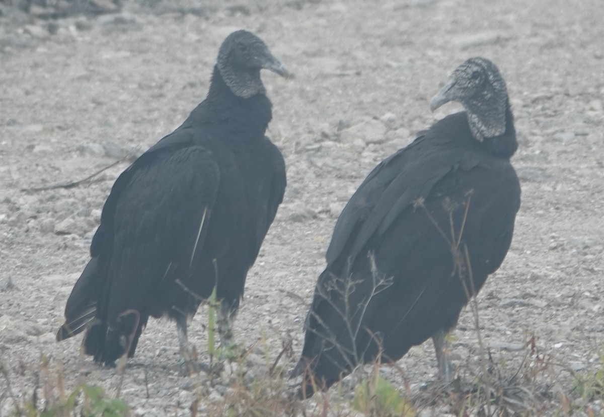 Black Vulture - ML244379521