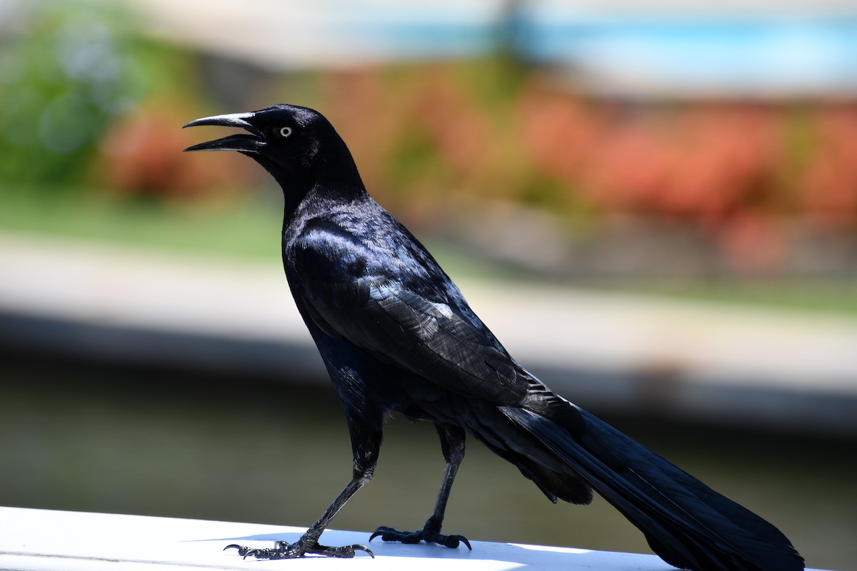 Great-tailed Grackle - ML244380481