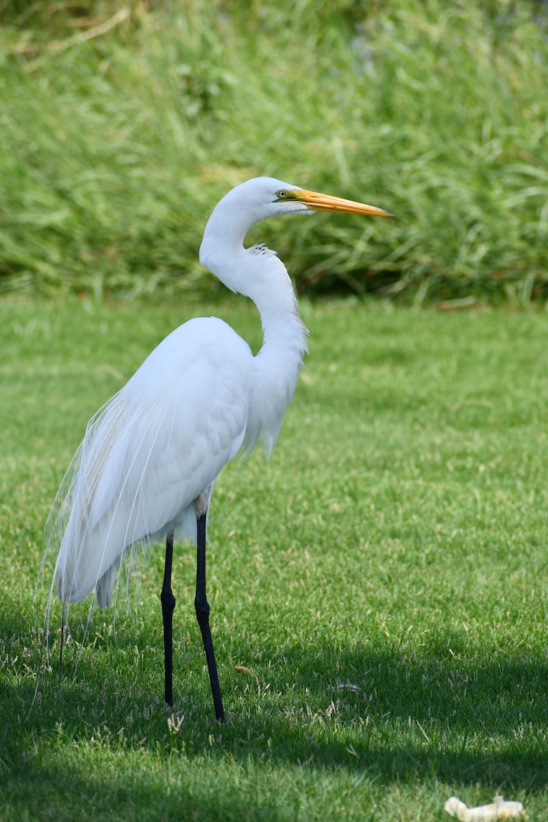 Цасч дэглий - ML244380551