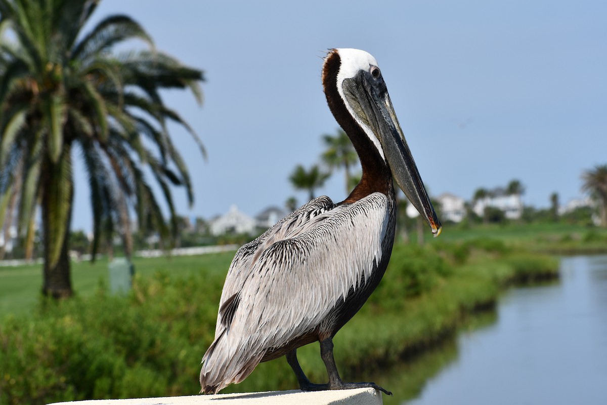 Brown Pelican - ML244380561