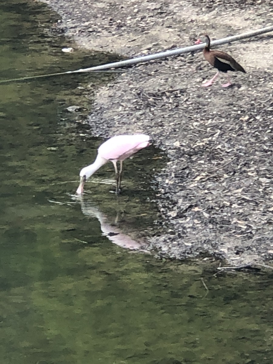Roseate Spoonbill - ML244381431