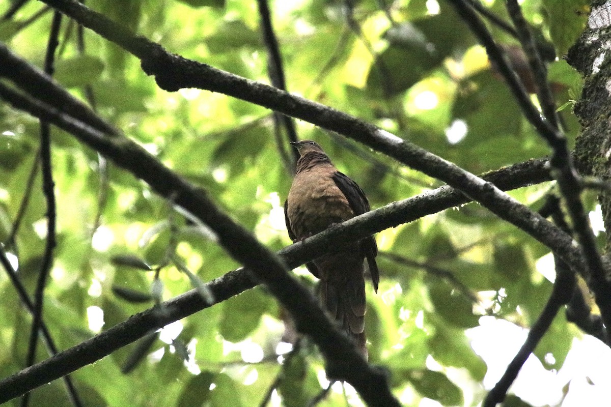 Brown Cuckoo-Dove - ML244381871