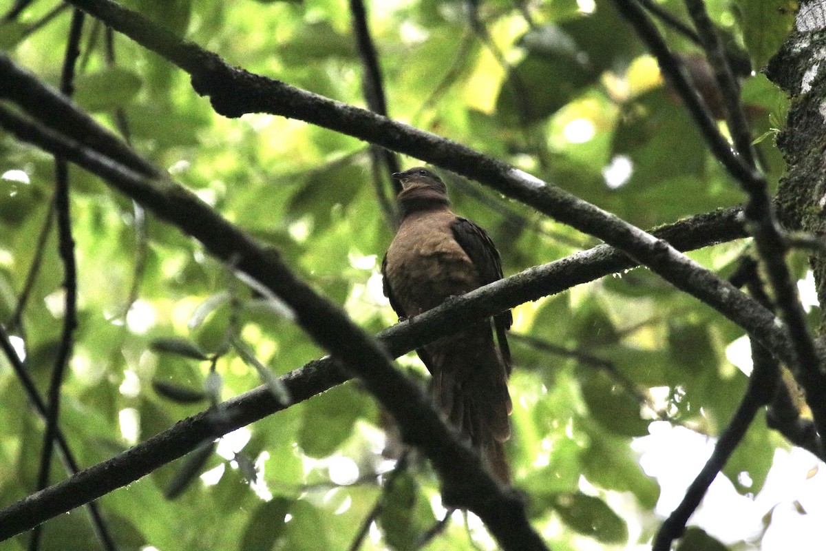 Brown Cuckoo-Dove - ML244381881