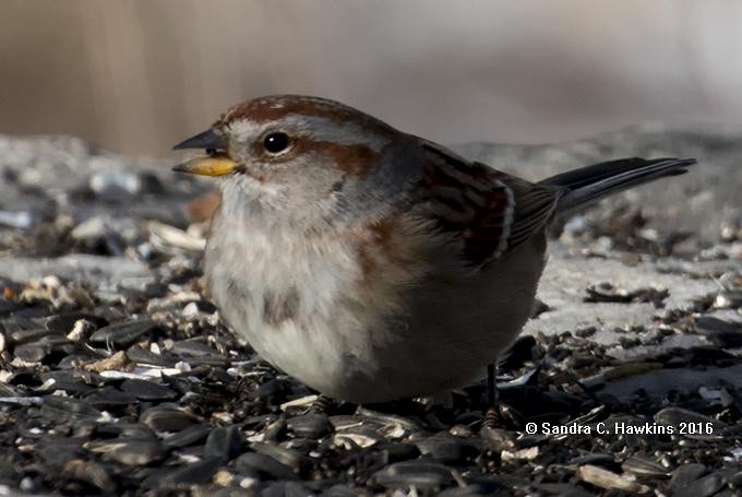 American Tree Sparrow - Sandra Hawkins