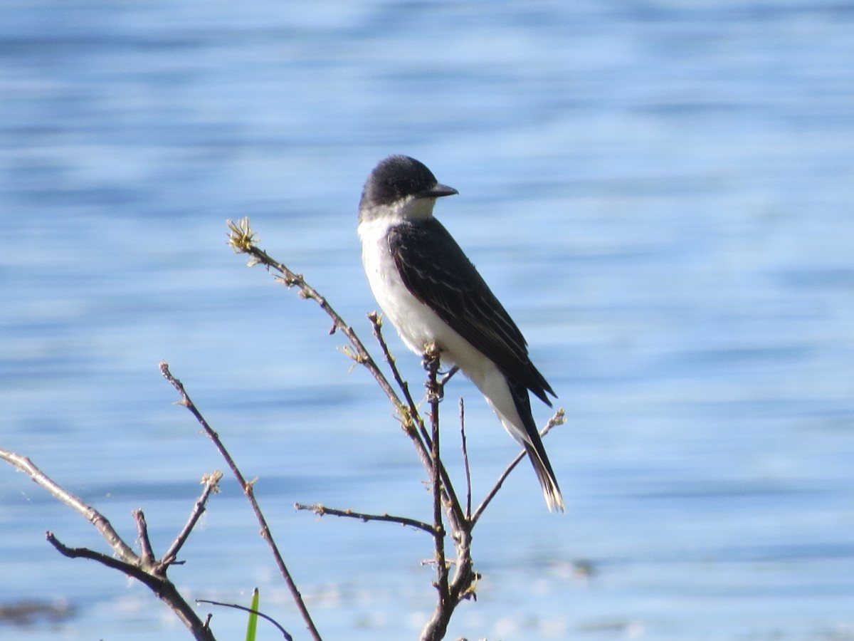 Eastern Kingbird - ML244384191