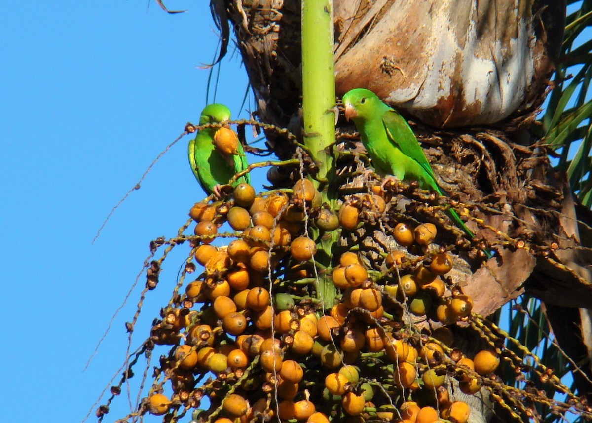 Plain Parakeet - Carlos Otávio Gussoni